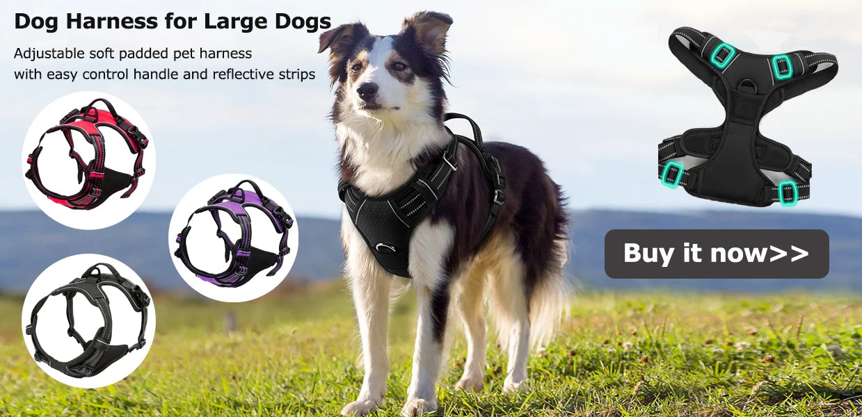 HarnessGuard™ Safety Belt